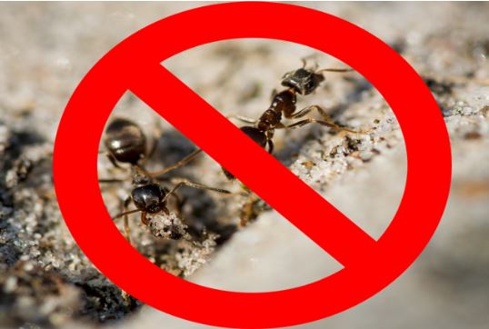 Get Rid of continues ANT Parade